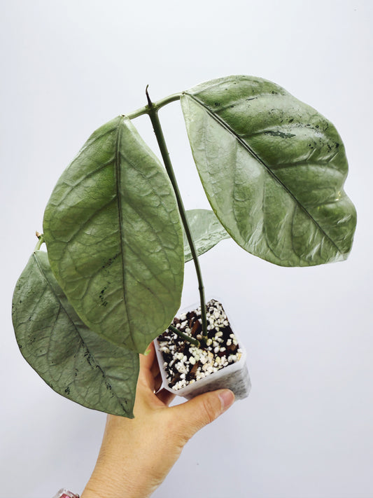 Hoya coriacea silver