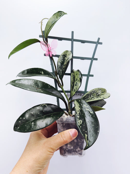 Hoya AH-074