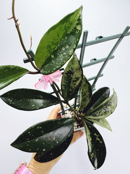 Hoya AH-074