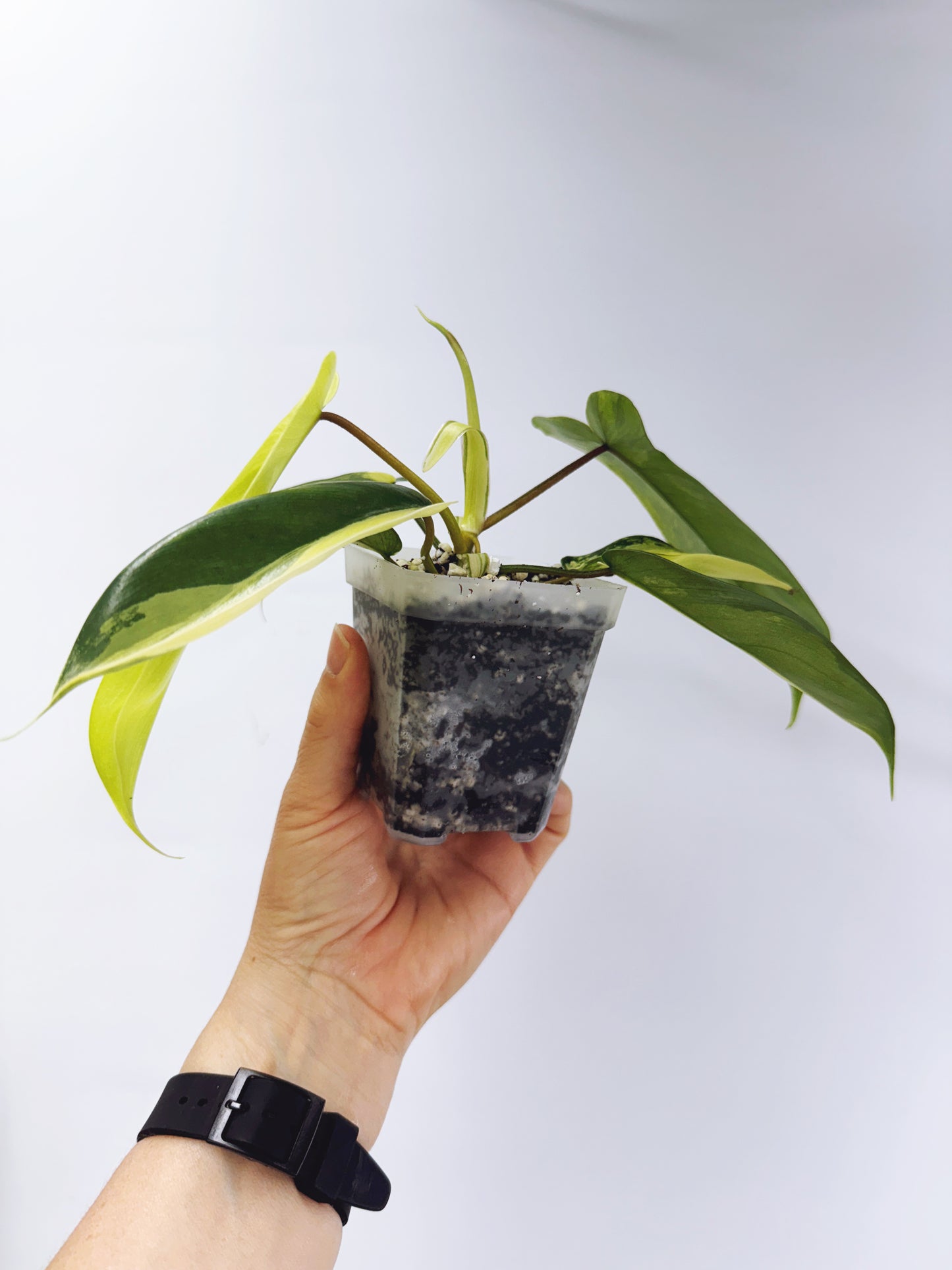 Philodendron florida beauty