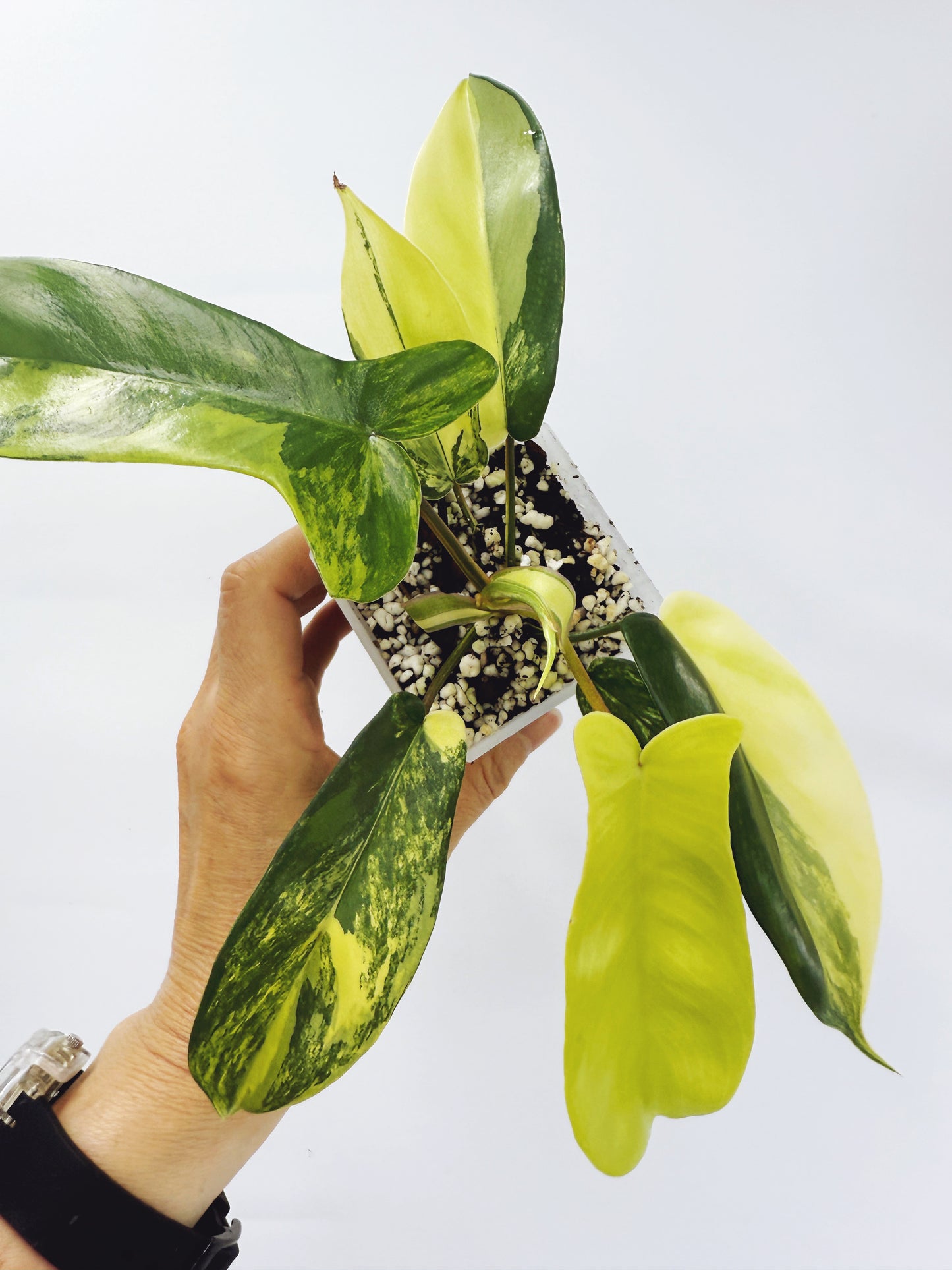 Philodendron florida beauty