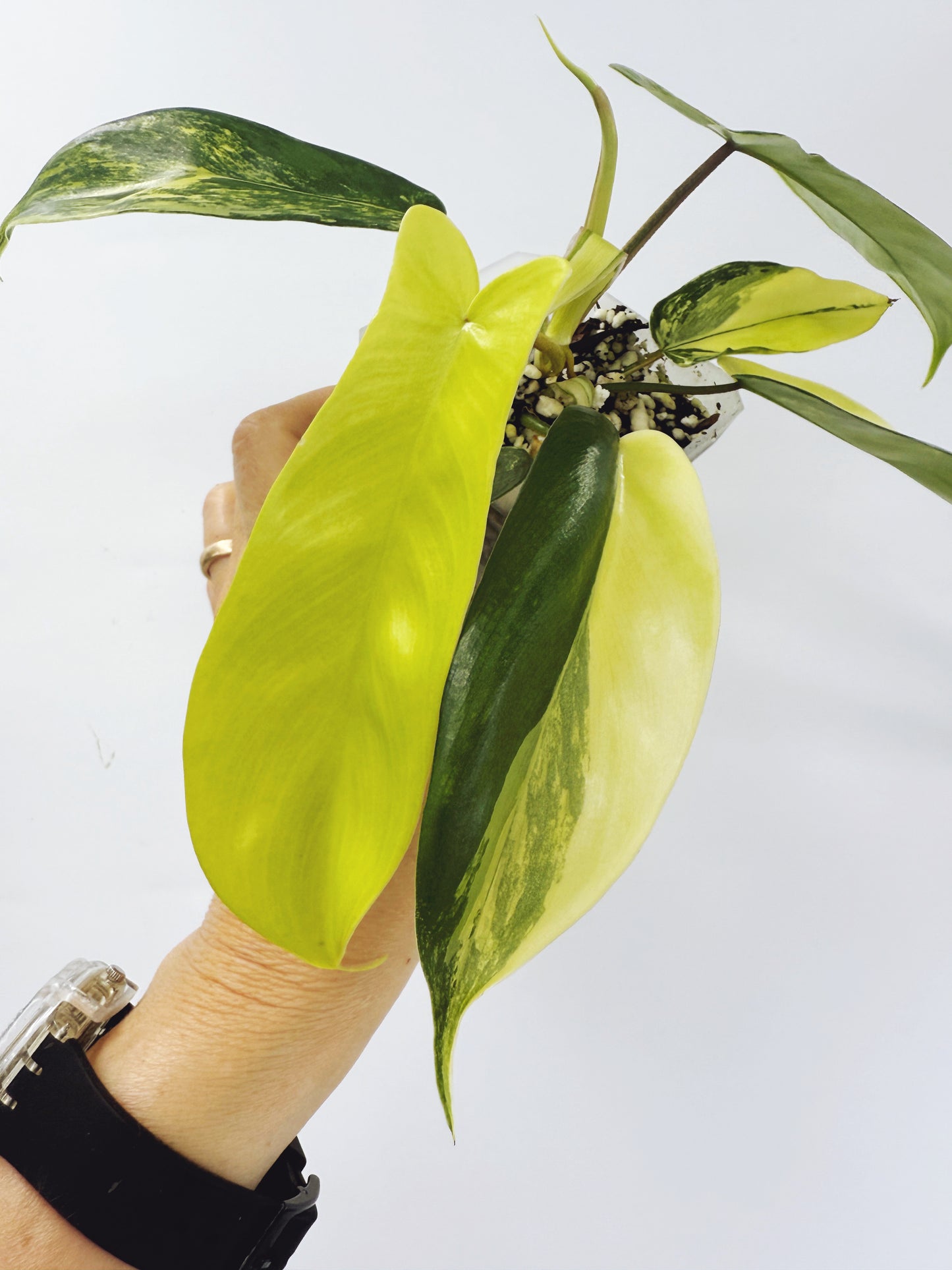 Philodendron florida beauty