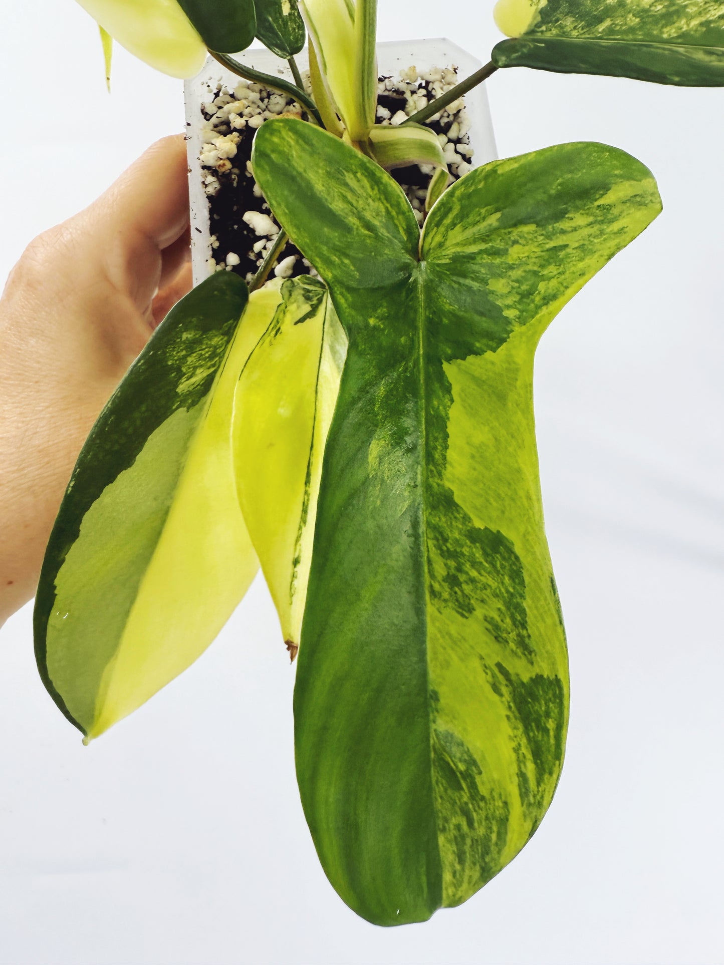Philodendron florida beauty