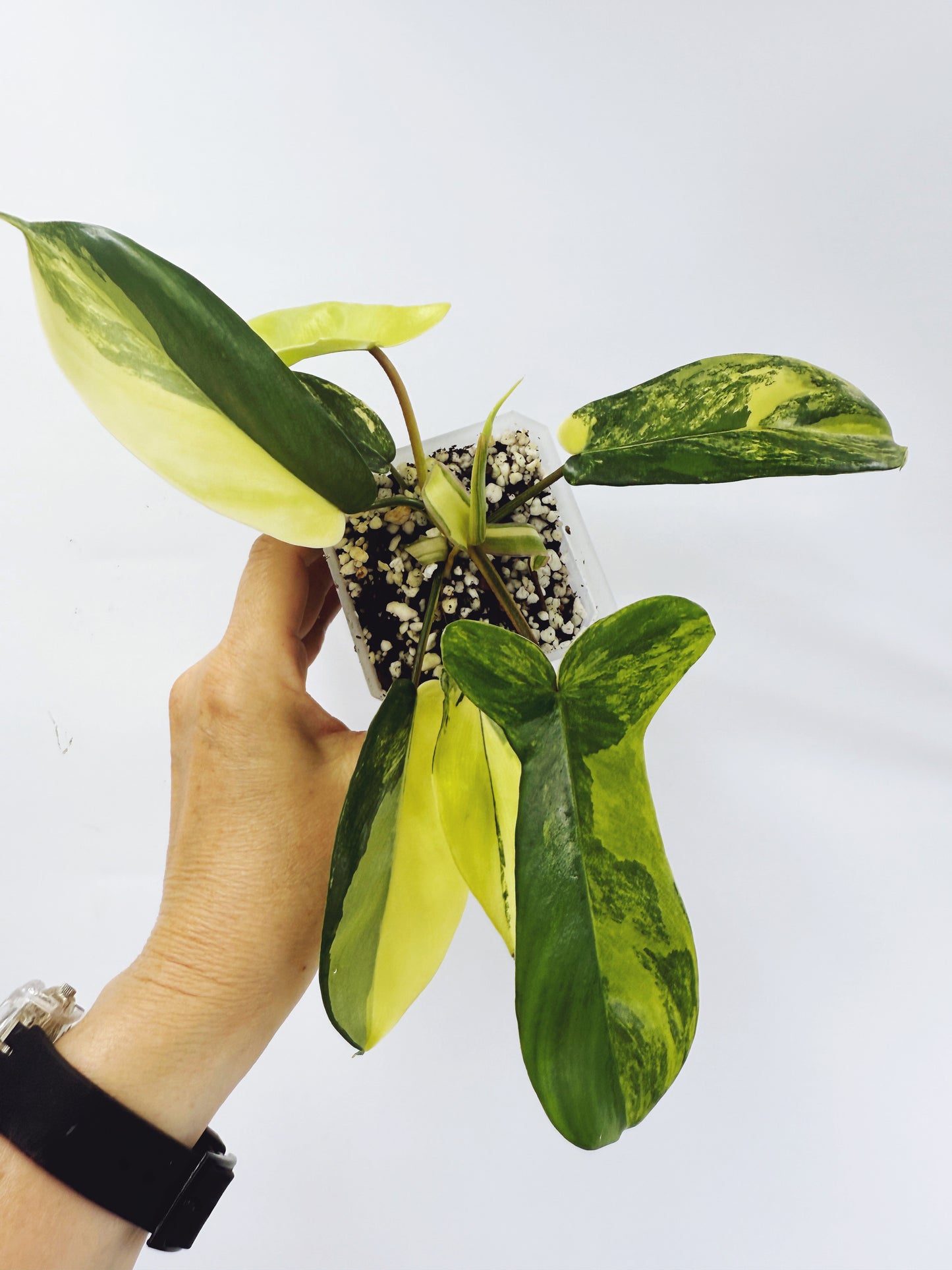 Philodendron florida beauty
