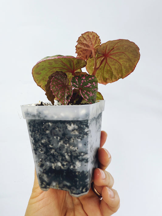 Begonia roseopunctata
