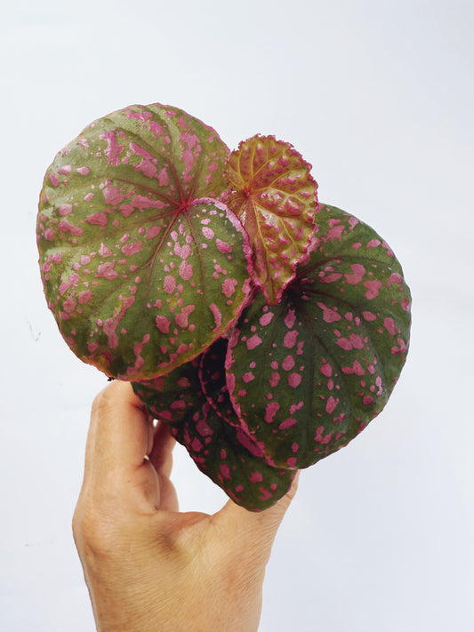 Begonia roseopunctata