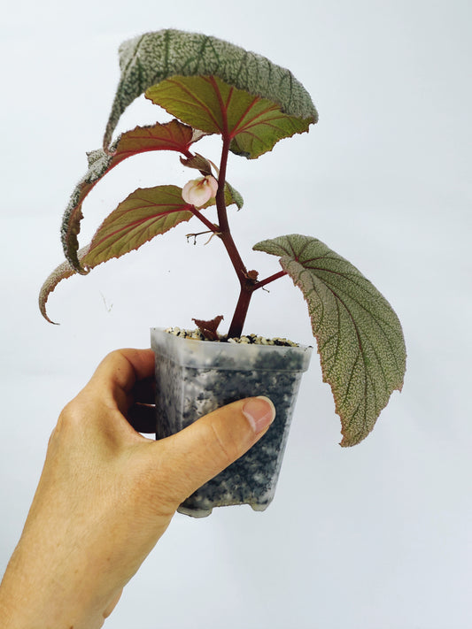Begonia sinbad