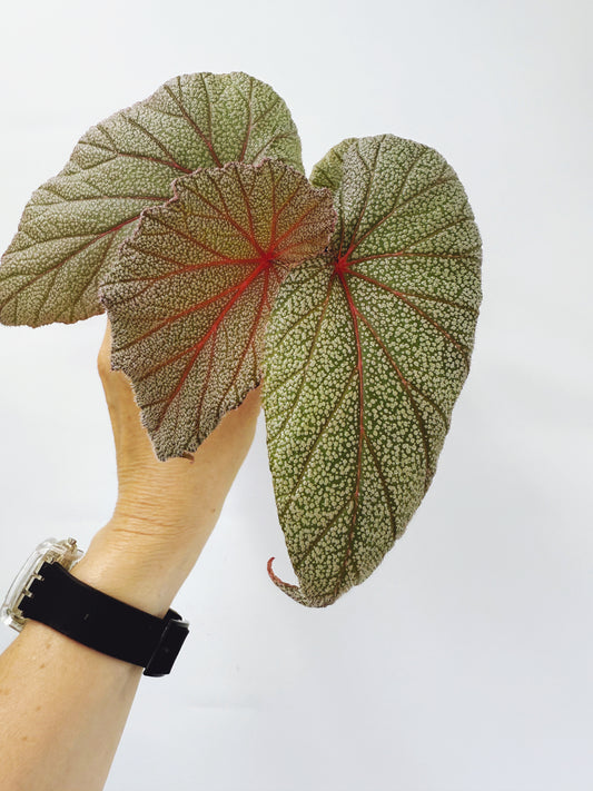 Begonia sinbad
