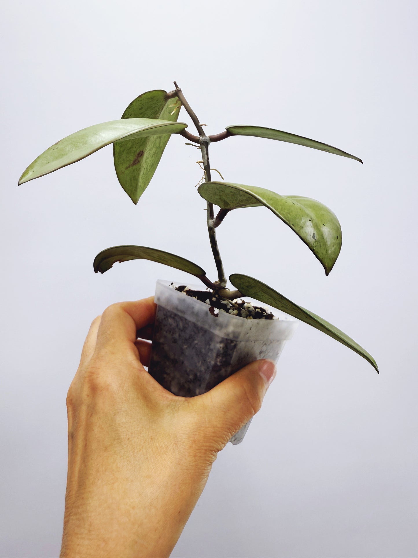 Hoya silver dollar
