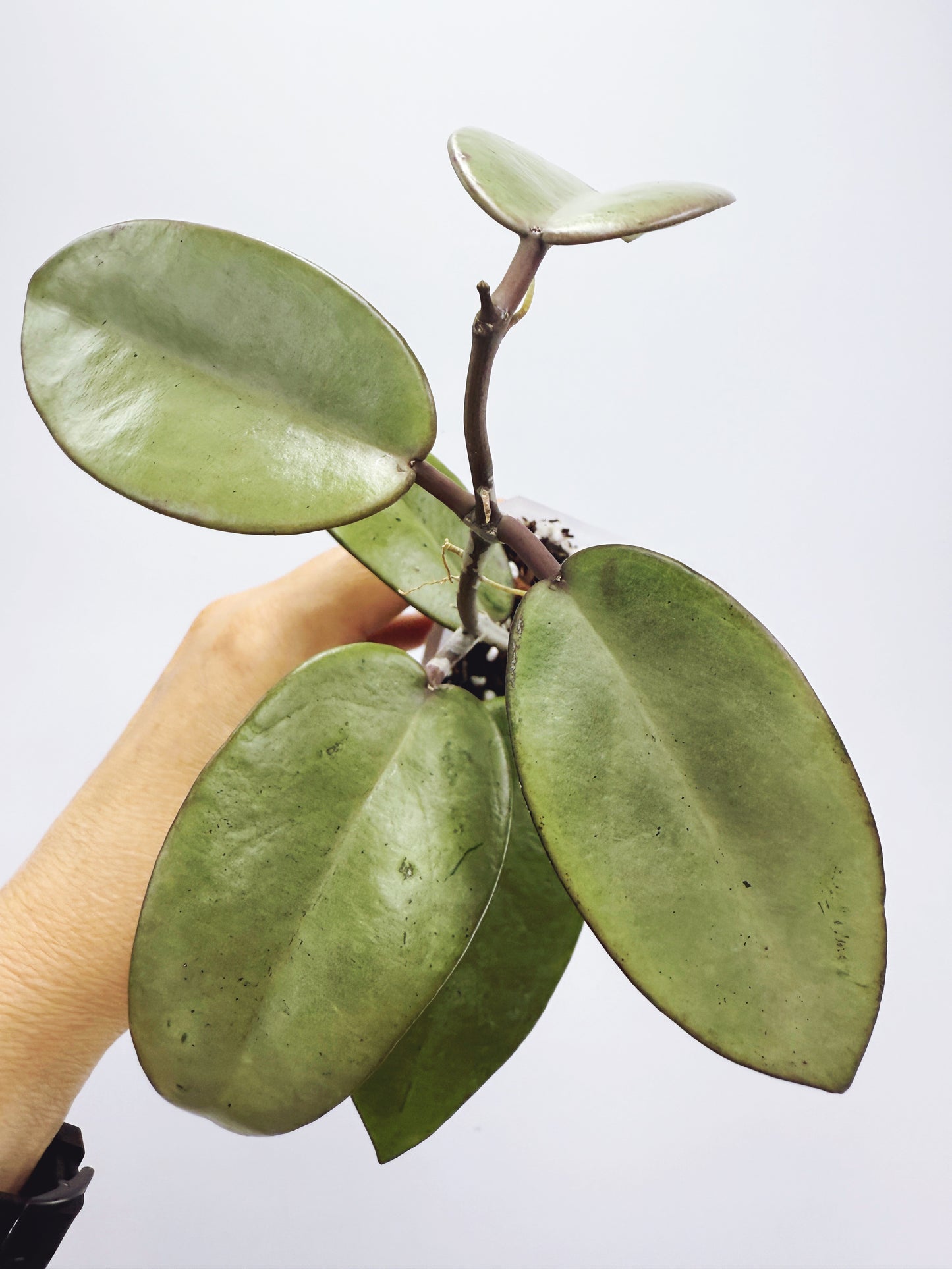 Hoya silver dollar