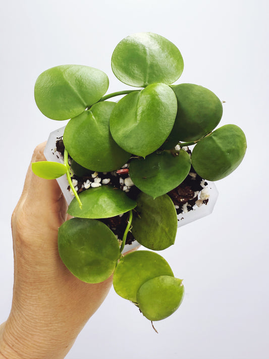 Dischidia Vidalii x Camiguin Island