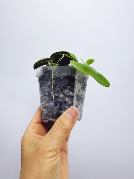 Dischidia Vidalii x Camiguin Island
