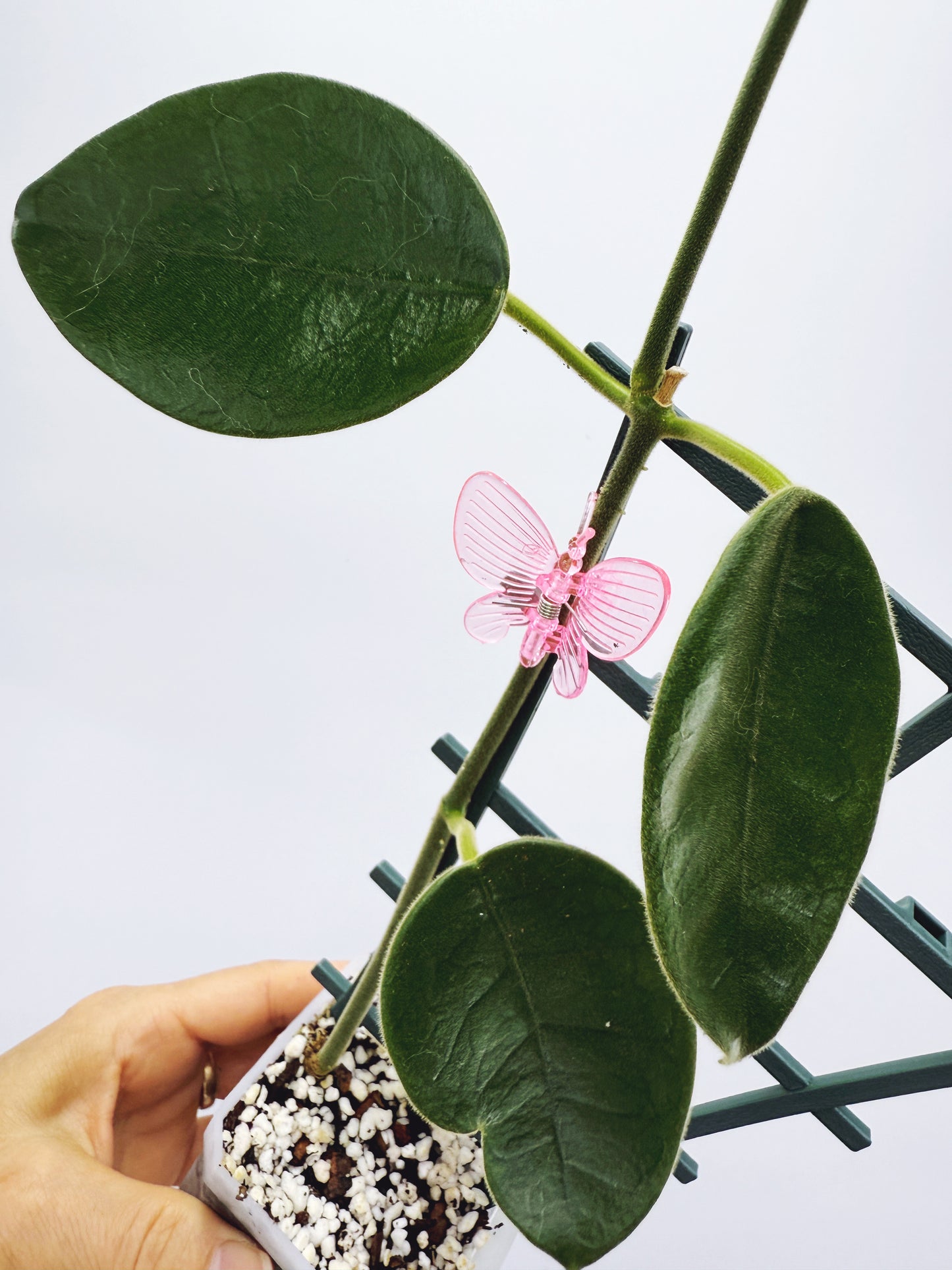 Hoya lauterbachii