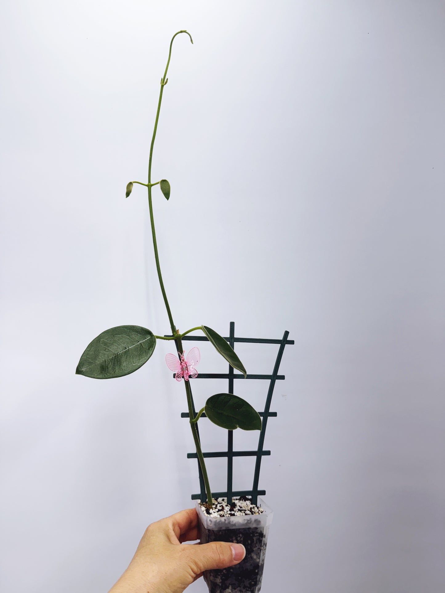 Hoya lauterbachii