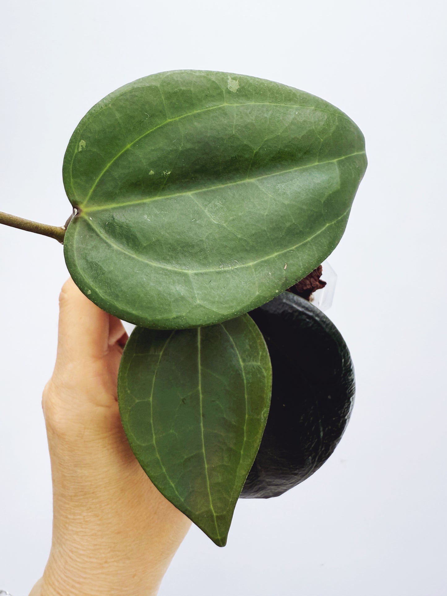 Hoya Macrophylla Red