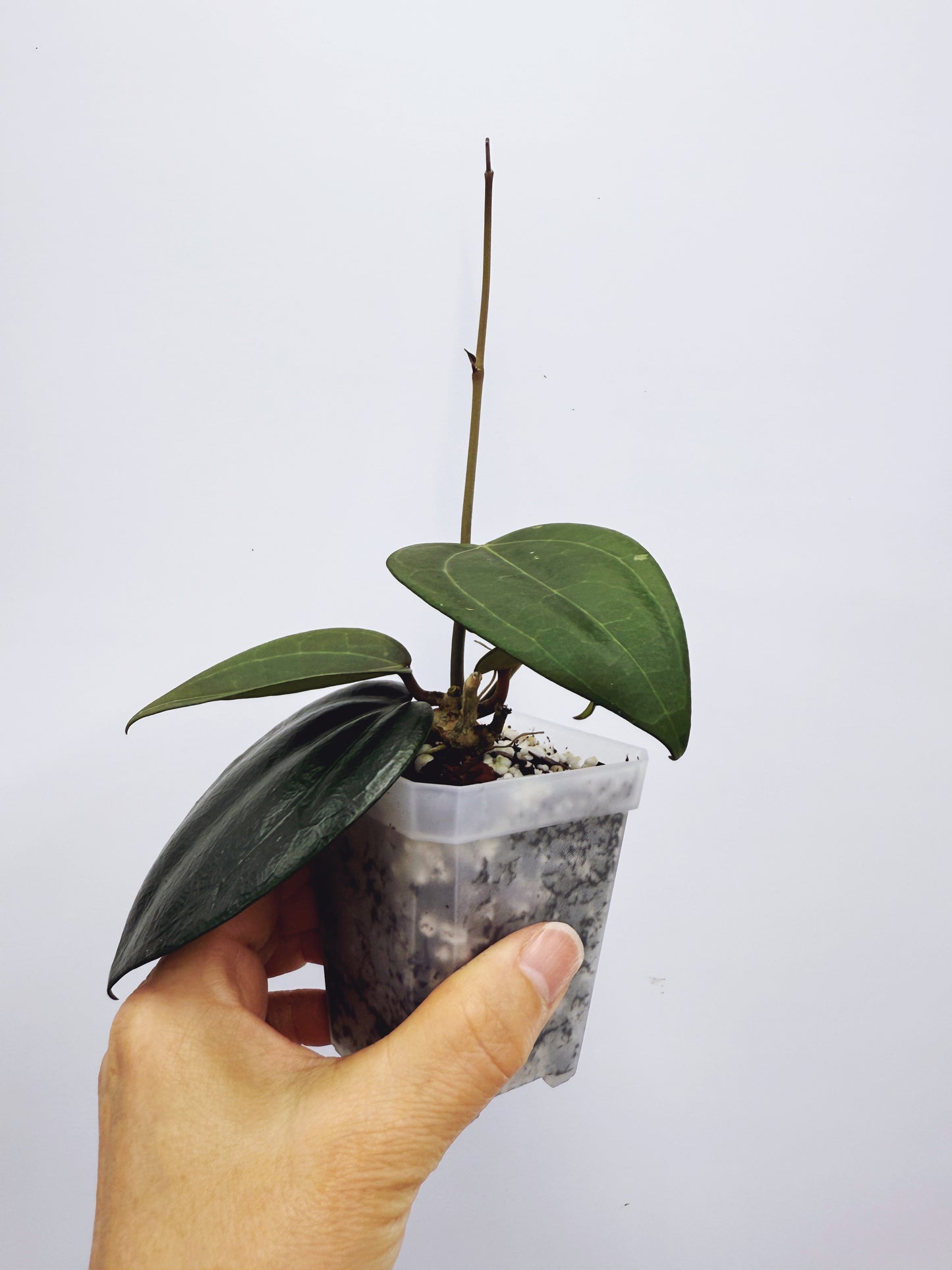 Hoya Macrophylla Red