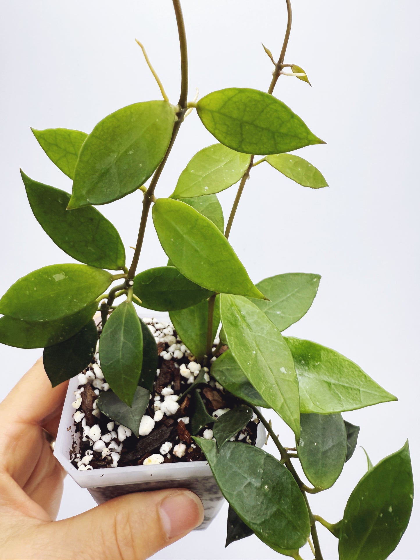Hoya rebecca