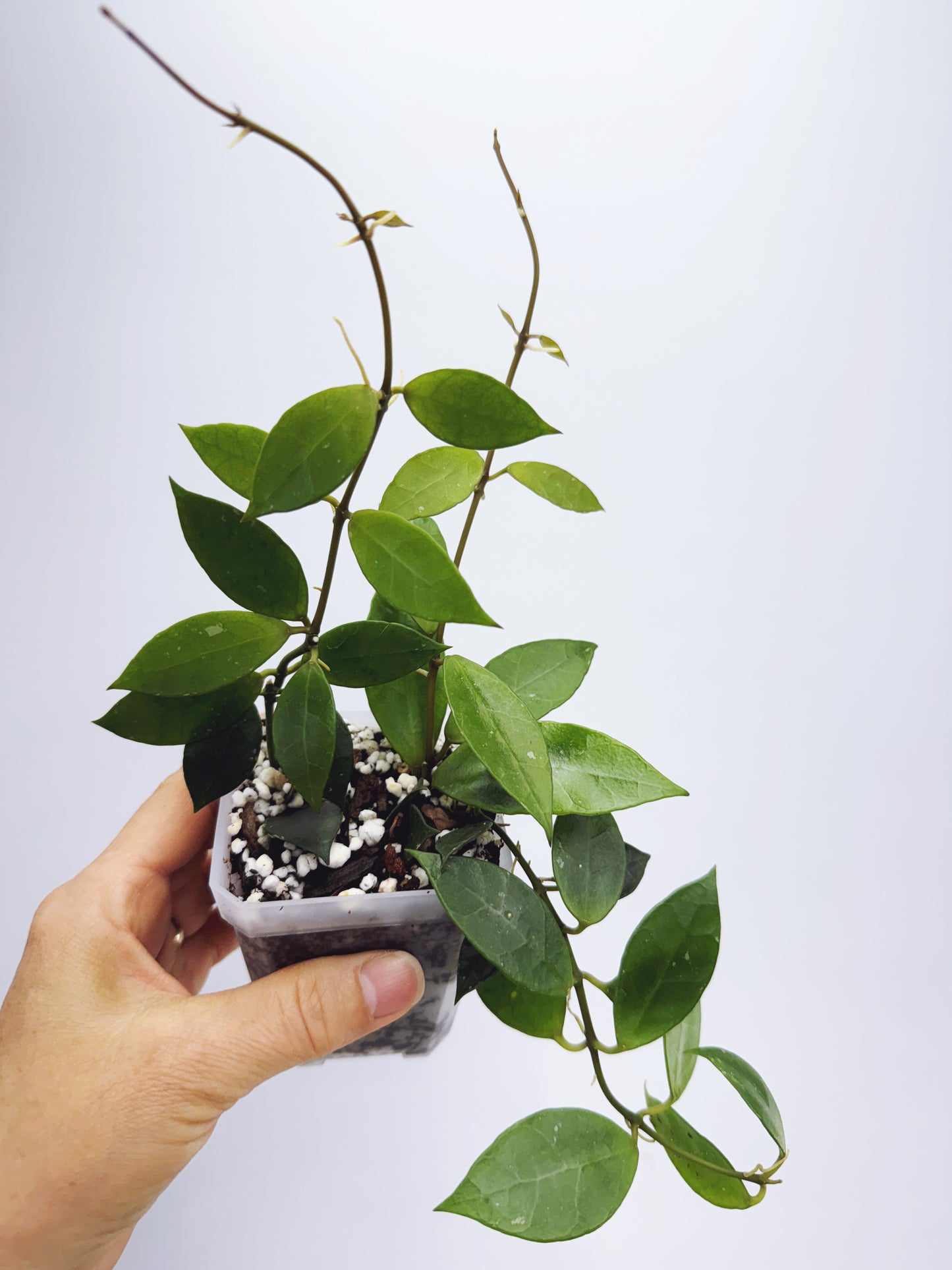 Hoya rebecca