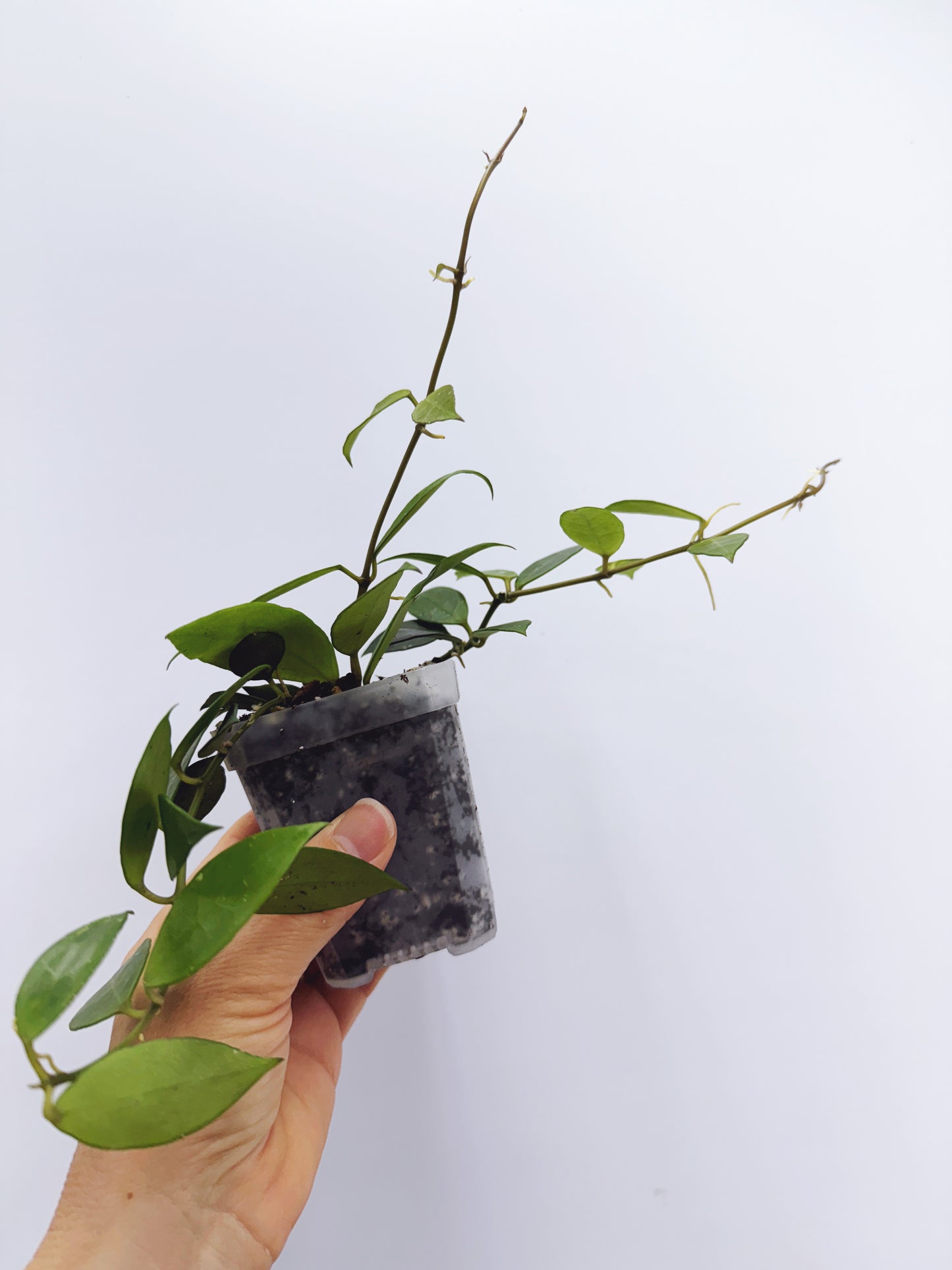 Hoya rebecca