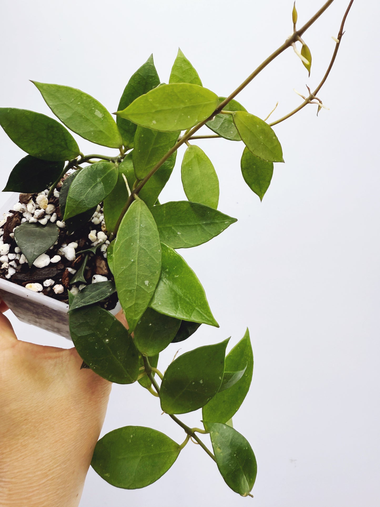 Hoya rebecca