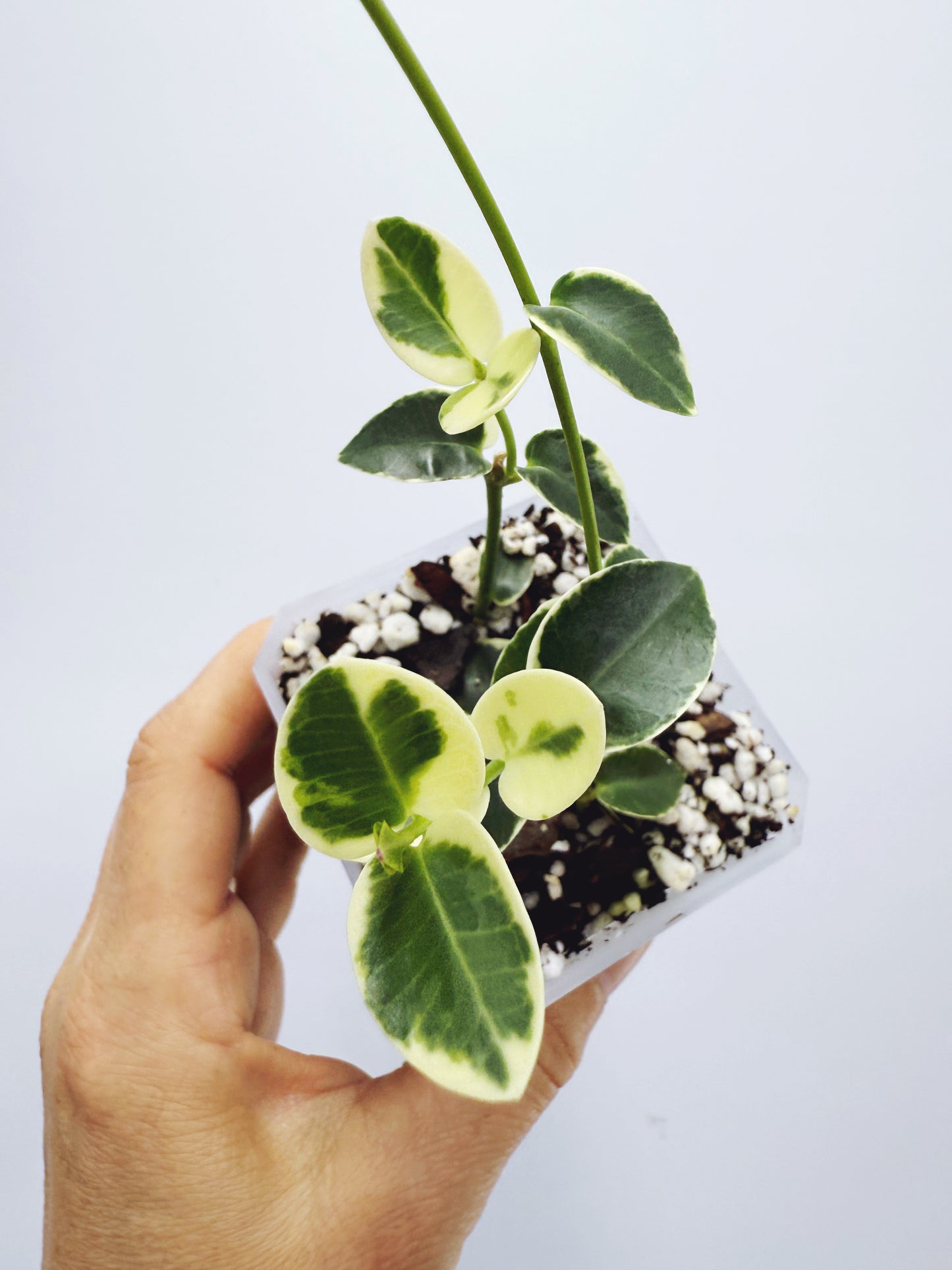 Hoya cummingiana variegated