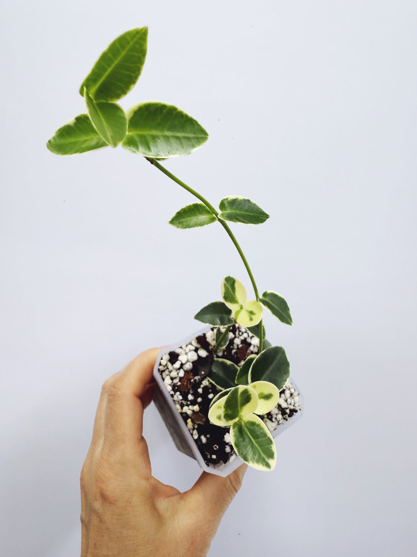 Hoya cummingiana variegated