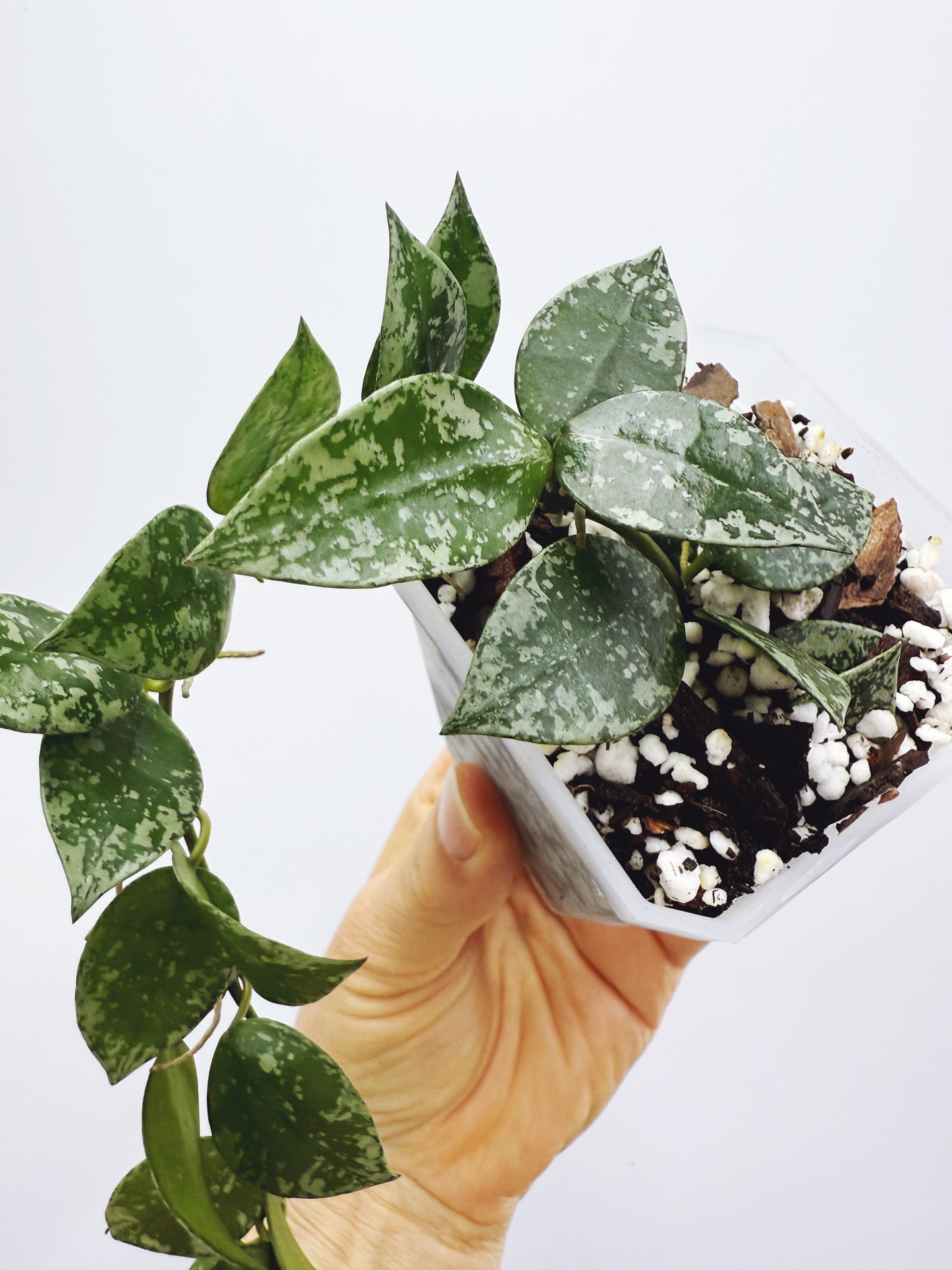 Hoya krohniana splash