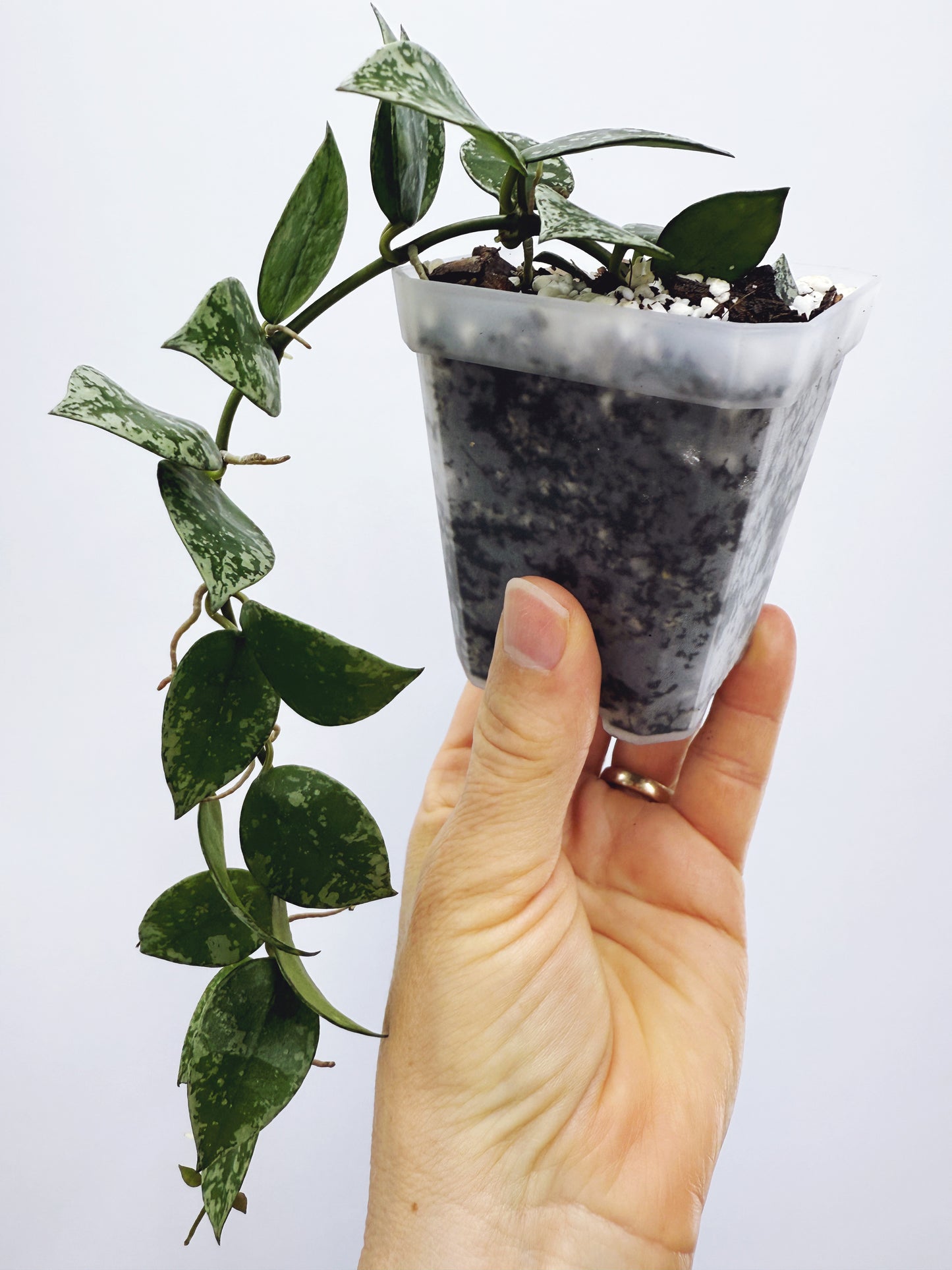 Hoya krohniana splash