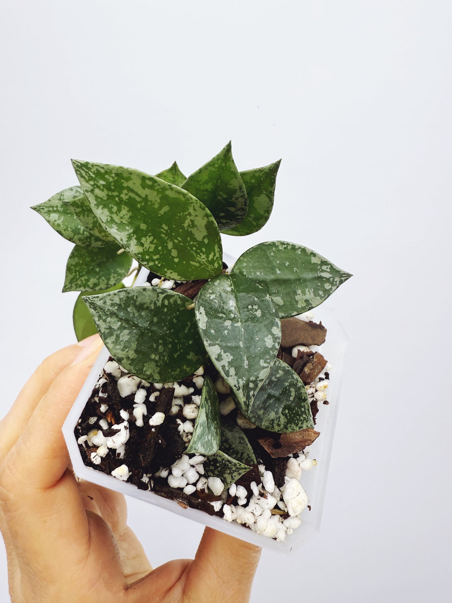 Hoya krohniana splash