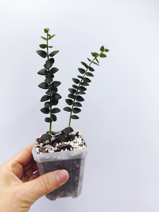 Hoya chinghungensis