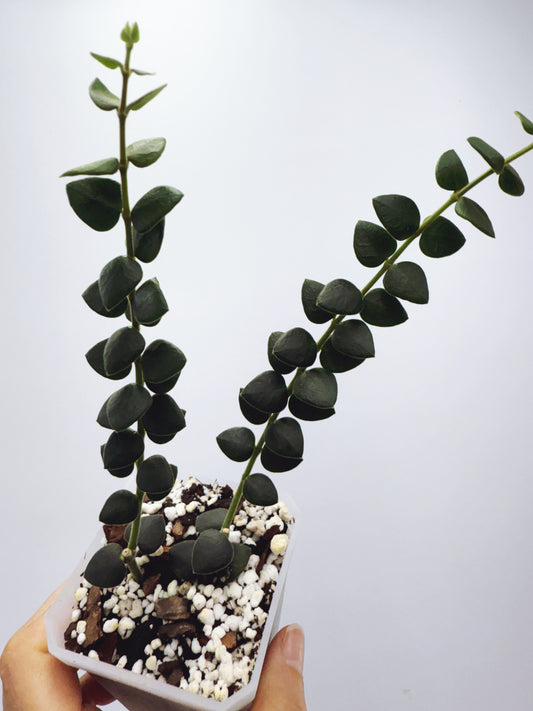 Hoya chinghungensis