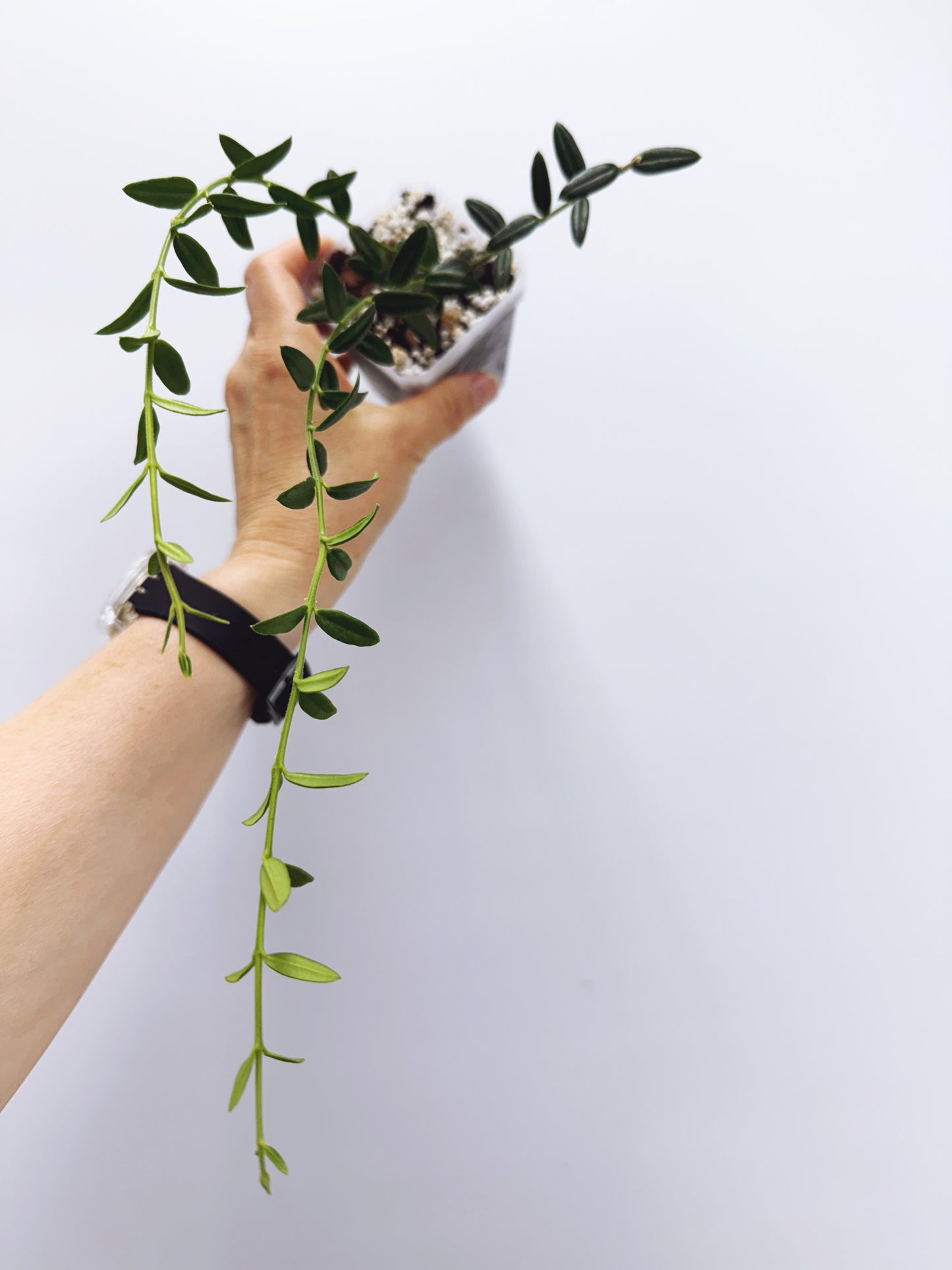 Hoya engleriana