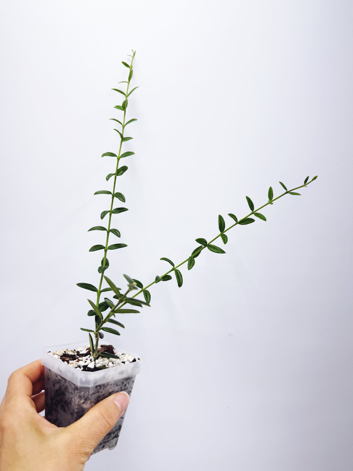 Hoya engleriana