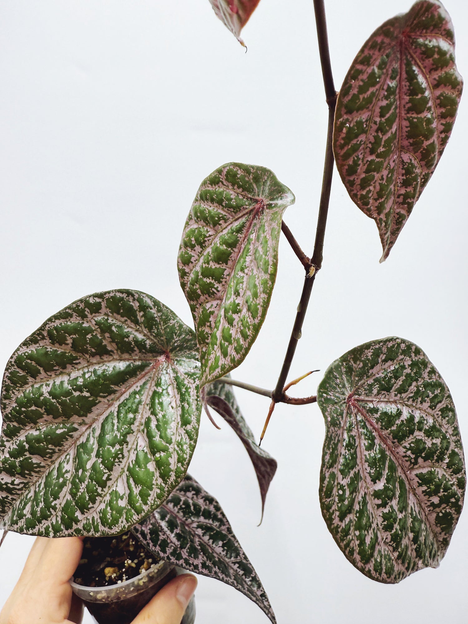 Current Plants