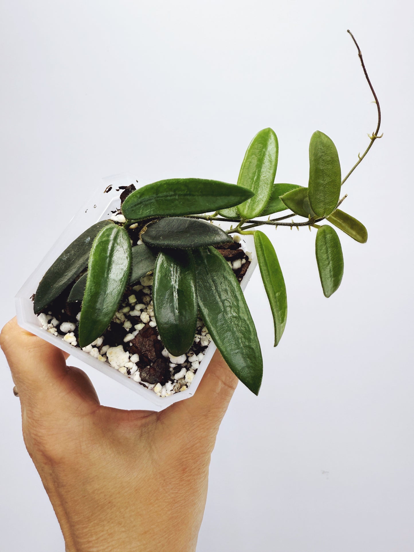 Hoya lyi