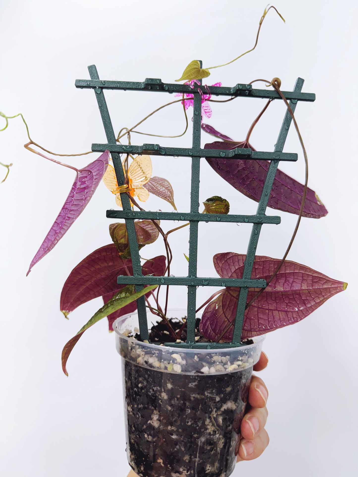 Dioscorea Discolor