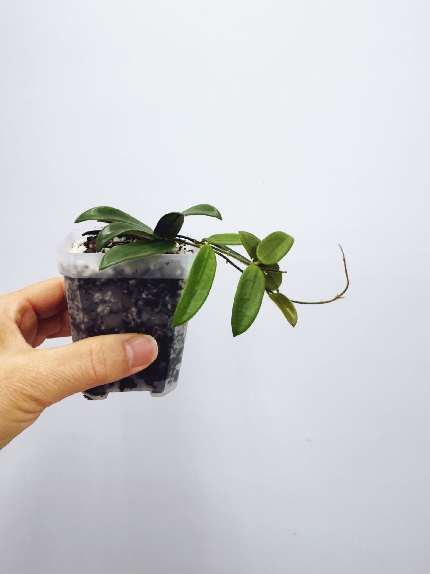 Hoya lyi