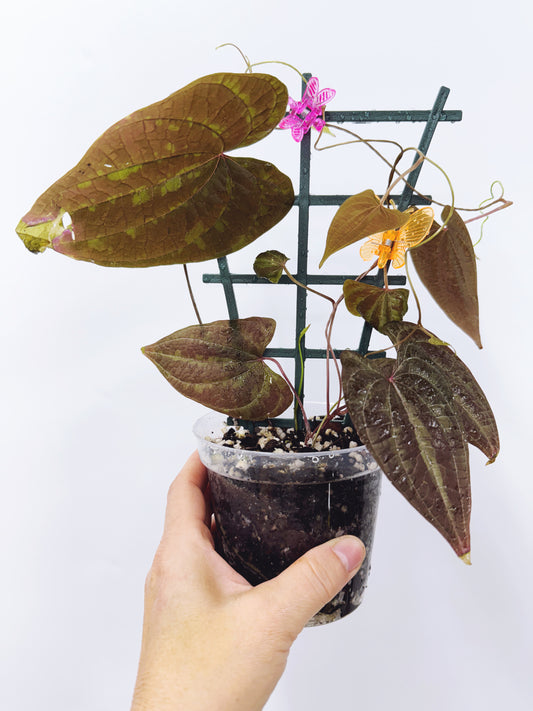 Dioscorea Discolor