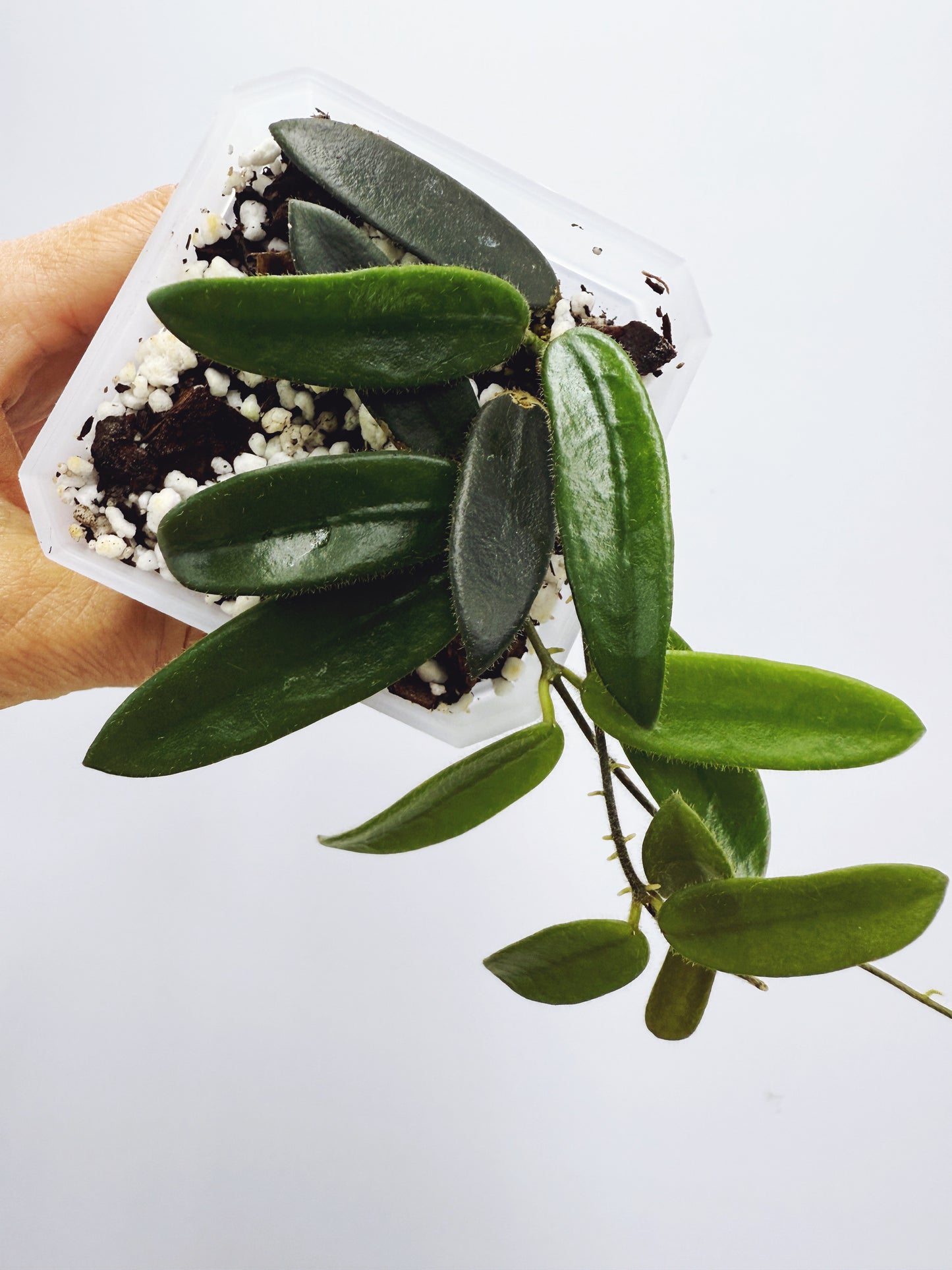 Hoya lyi