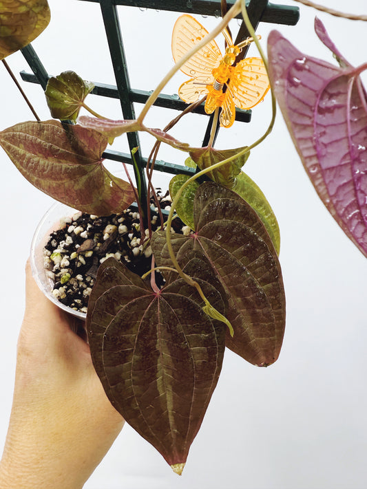 Dioscorea Discolor