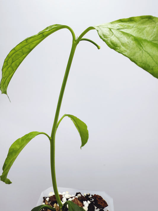 Hoya decipulae