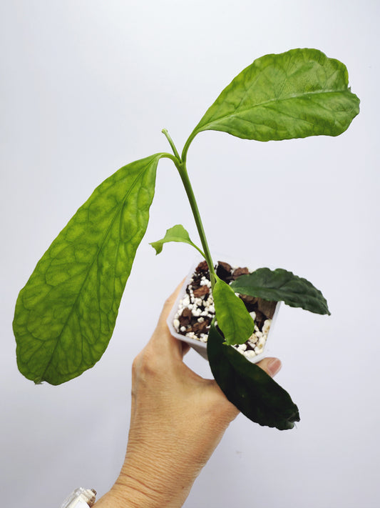 Hoya decipulae