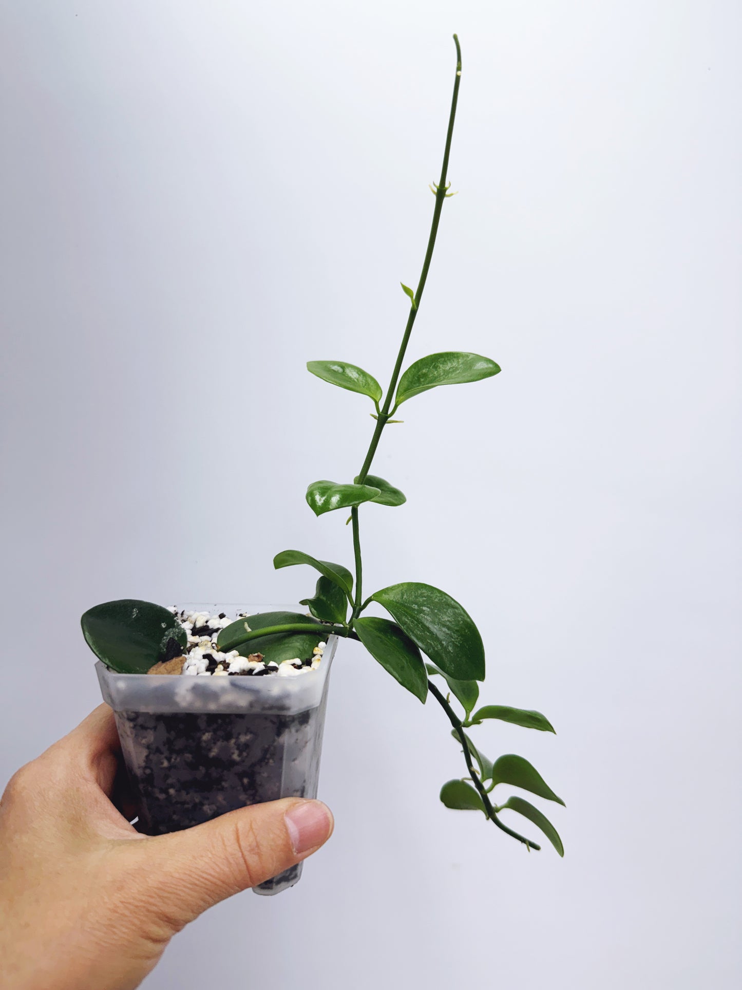 Hoya collina sp. biak