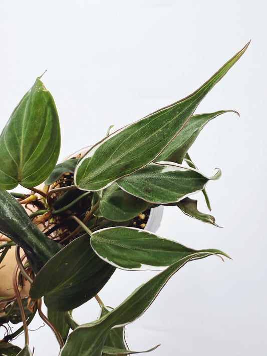 Philodendron micans velvet halo