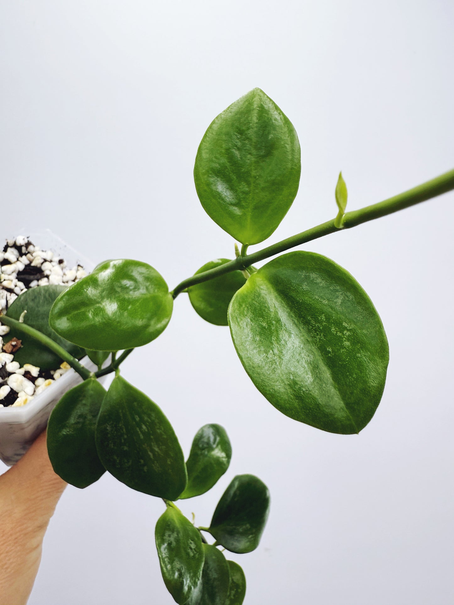 Hoya collina sp. biak