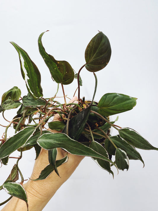 Philodendron micans velvet halo