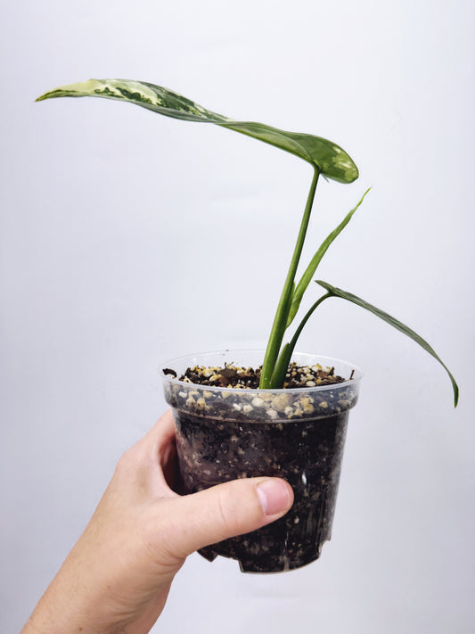 Syngonium Chiapense Variegated