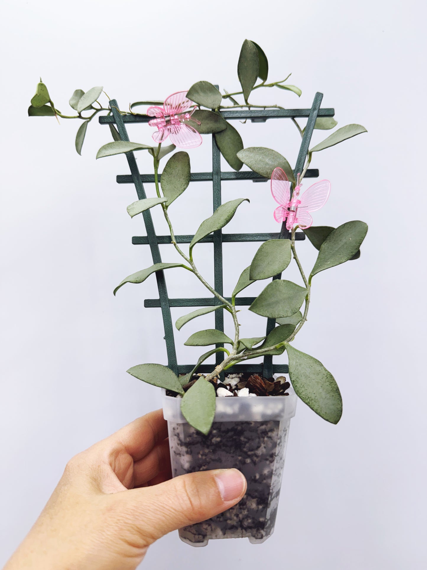Hoya nummularioides silver