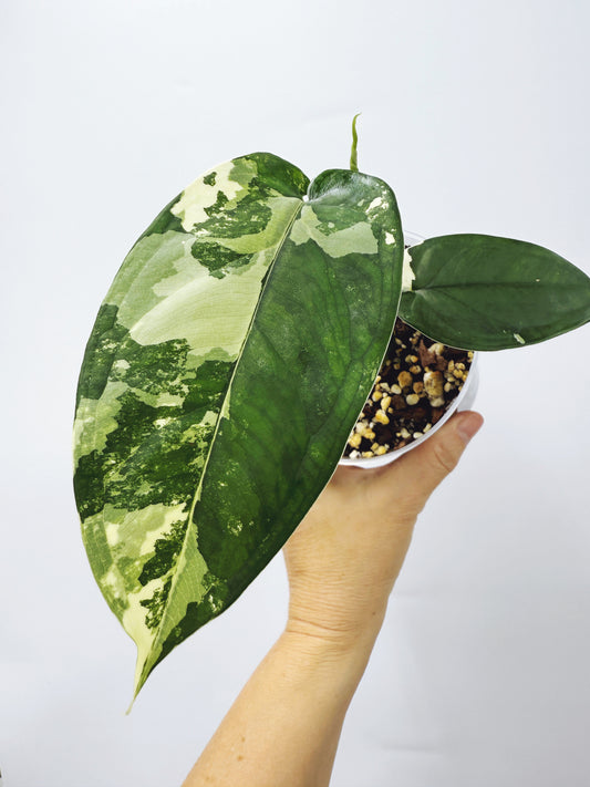 Syngonium Chiapense Variegated