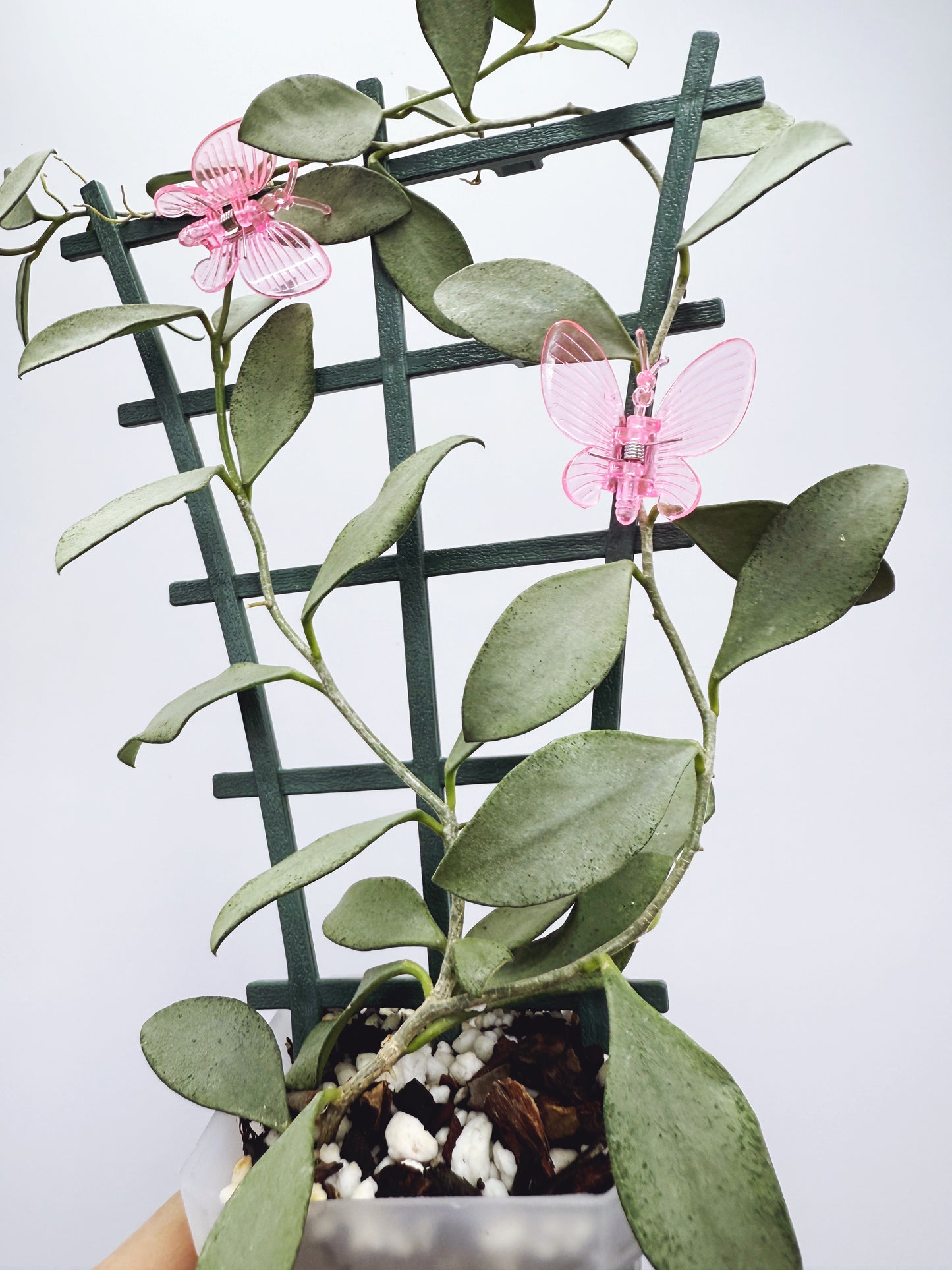 Hoya nummularioides silver
